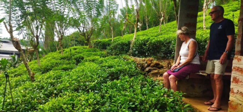 Shore Excursion From Colombo Port Ceylon Tea Experience. - Included in the Tour