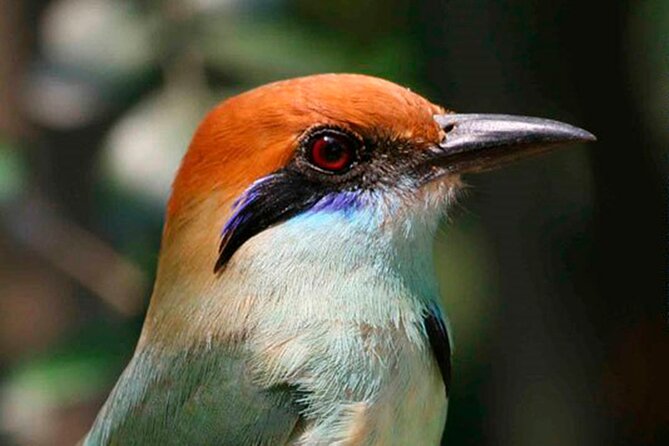 SIERRA Madre Highland Bird and Tuito - Frequently Asked Questions