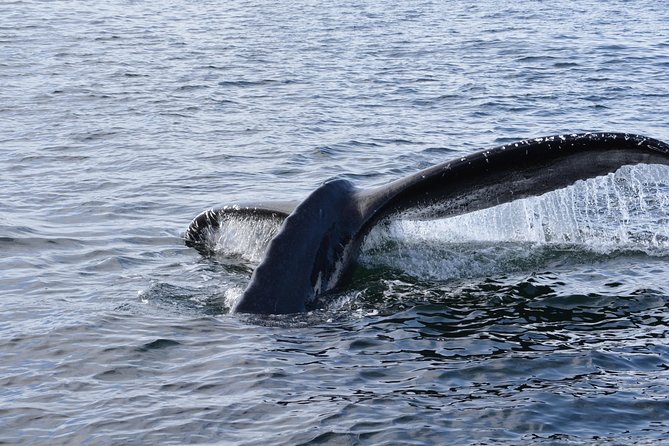Sitka Shore Excursion: Whale-Watching and Marine Life Tour - Personalized Small-Group Adventure