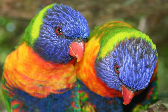 Skip the Line: Birds of Eden Admission Ticket - Planning Your Visit