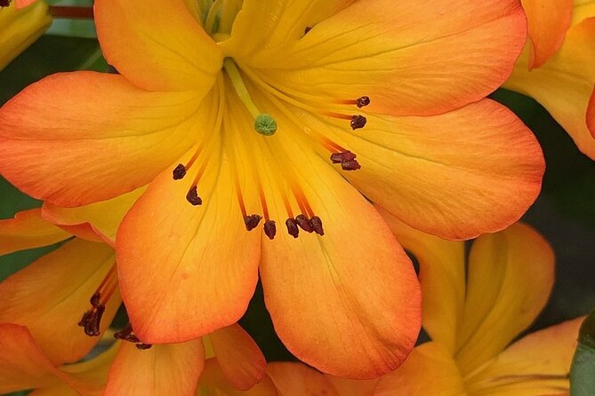 Skip the Line: Vallarta Botanical Garden Admission Ticket - Nearby Attractions