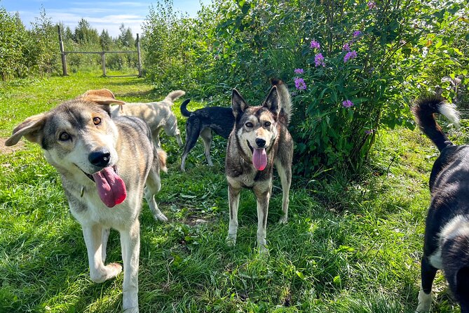 Sled Dog Kennel Tour - Additional Amenities