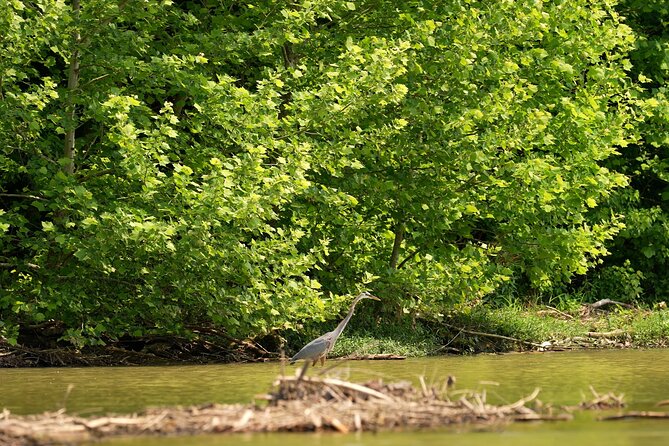 Small Group Clear Kayak Tour of Old Hickory Lake - Wildlife Encounters