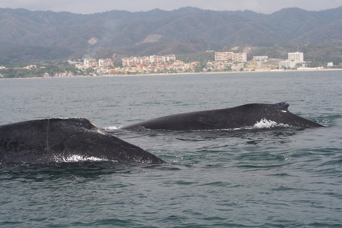 Small-Group Half-Day Whale-Watching Tour in Puerto Vallarta - Transportation and Hotel Pickup