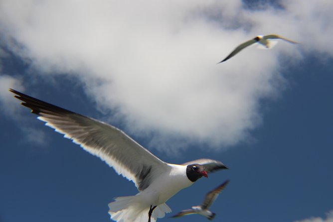 Small-Group Private Key West Tour With Expert Guide - Frequently Asked Questions