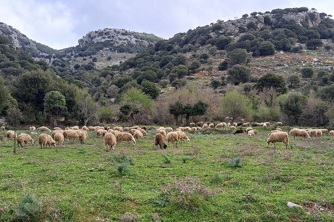 Small Group Tour to Knossos Palace Lasithi Plateau & Olive Mill - The Sum Up
