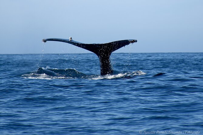 Small-Group Whale Watching Zodiac Boat Cruise in Cabo San Lucas - How to Book the Tour