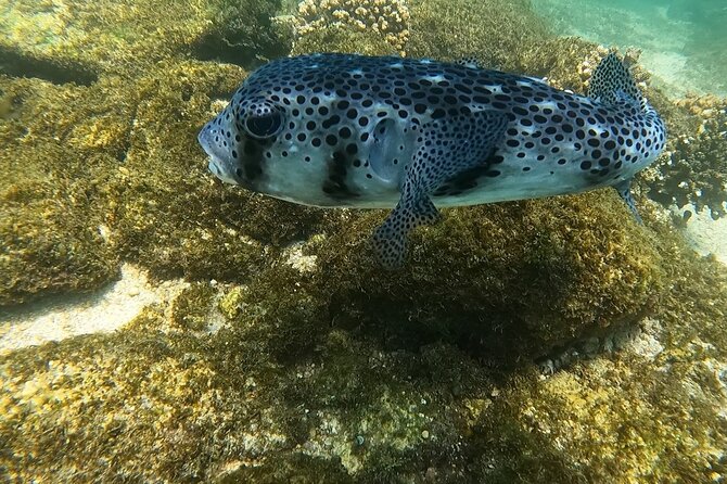 Snorkel Privately in Cabo San Lucas - Highlights and Memorable Moments