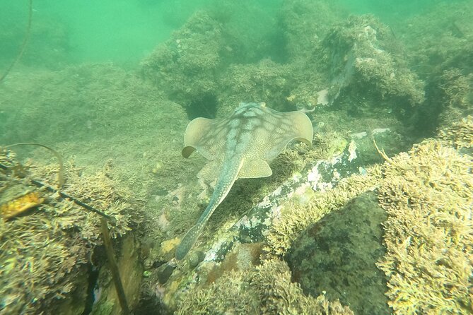 Snorkel San Diegos Mission Bay With a Marine Biologist - Tips for First-Time Snorkelers