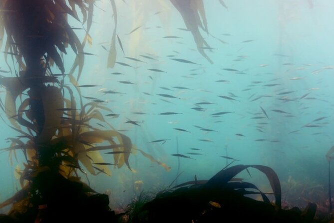 Snorkel Tour at Magic Island - Booking and Planning