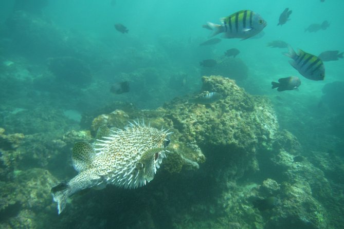 Snorkel Tour in Las Gatas Water Break - Cancellation Policy