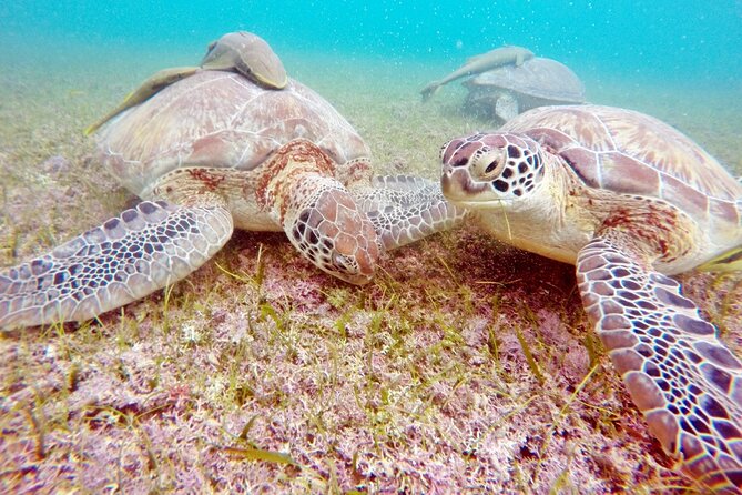 Snorkeling With Turtles and Cenote Tour From Riviera Maya - Frequently Asked Questions