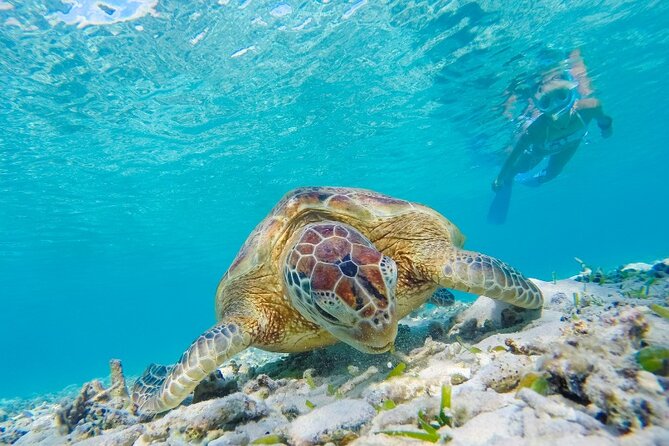 Snorkeling With Turtles and Cenotes - Frequently Asked Questions