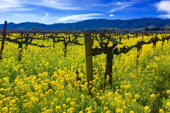Sonoma & Healdsburg Wine Tours - Personalized Itinerary Planning