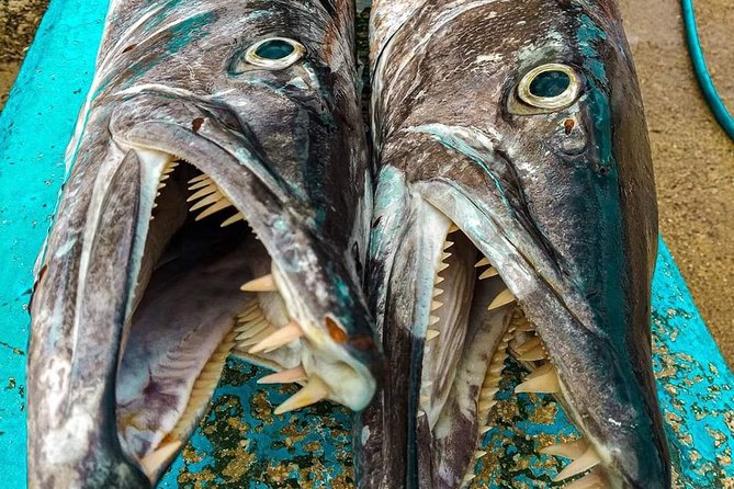 Spearfishing in Tulum or Playa Del Carmen - Frequently Asked Questions