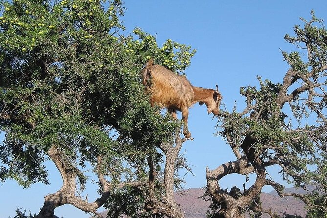 Special Package Offer All Over Morocco - Pricing Information