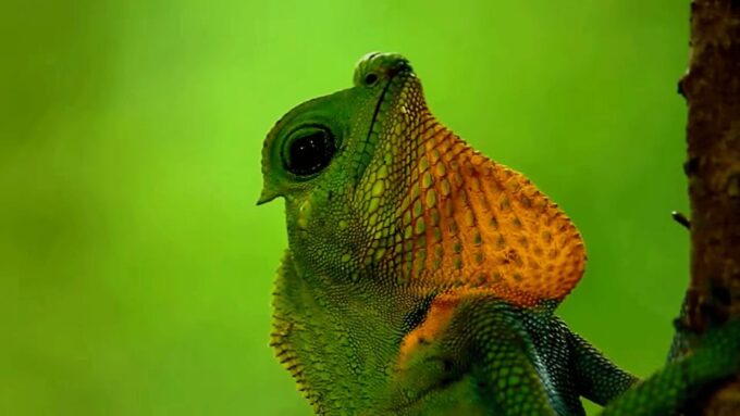 Sri Lanka: South Coast Tour Sinharaja, Yala, Bentota, Galle - Inclusions and Exclusions