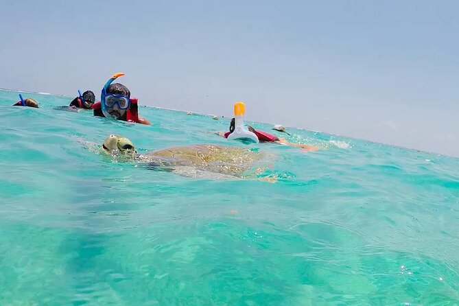 Swim With Akumal Turtles - Frequently Asked Questions