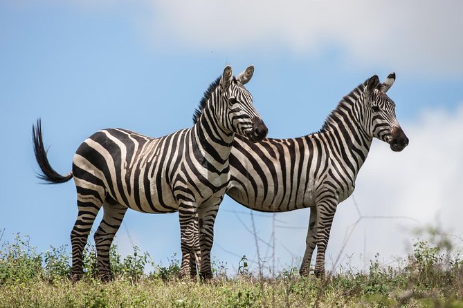 Tanzania Safari - The Great Migration in the North of the Serengeti and Lake Natron - What to Expect