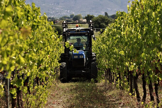 Tasting Selection of 4 Wines in Montefalco - Booking Your Tasting