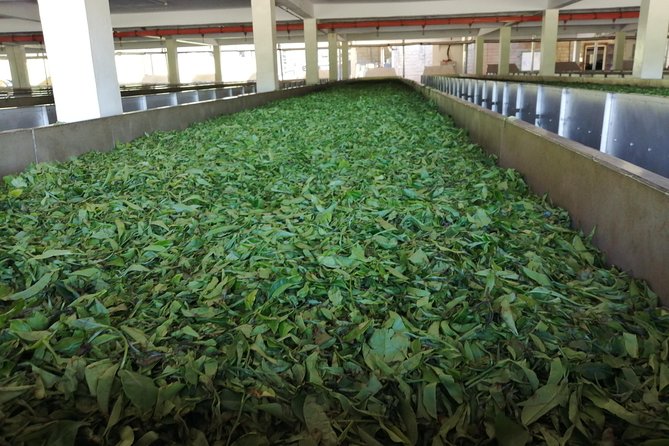 Tea Farm Experience at Riara Tea Farm And Factory Tour - Pricing and Group Information