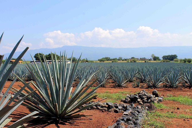 Tequila Distillery Experience, Jose Cuervo & Tequila Magic Town