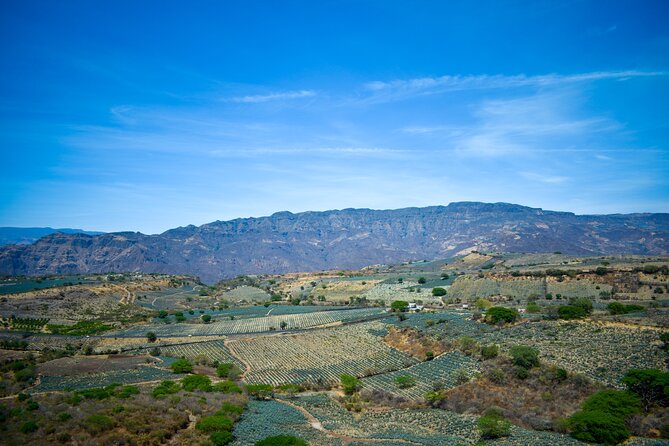 Tequila Tour With Tasting. - Lunch and Dining Recommendations