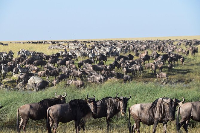 The Guide for the Best 4-Day Tanzania Private Safari in /2025 - Pricing and Traveler Reviews