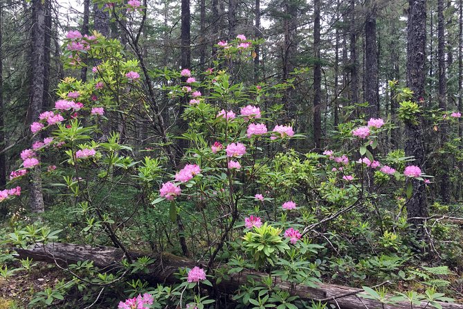 The Hood-Columbia Loop: Timberline, Orchards, and Waterfalls - A Day of Enchantment