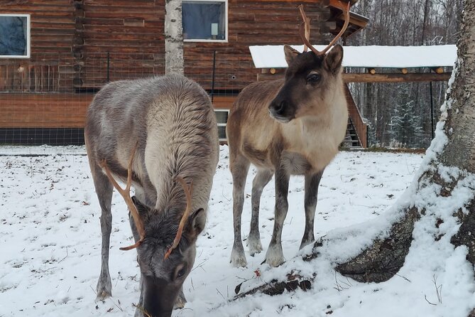 The Reindeer Grove Homestead Tour and Forage - Tips for a Memorable Visit