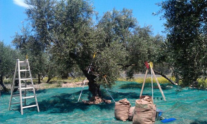 The Terra Creta Olive Oil Experience Tour - Getting There