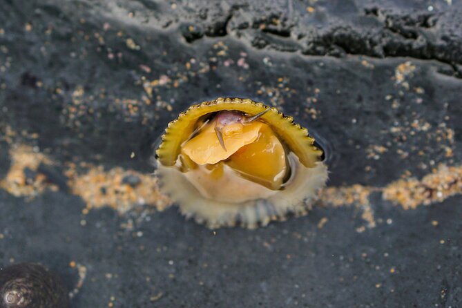 Tide Pool Safari in Monte Clérigo Beach - Booking and Cancellation Policy