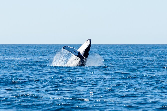 Tour in Cabo Whale Watching With an Expert Captain - Frequently Asked Questions