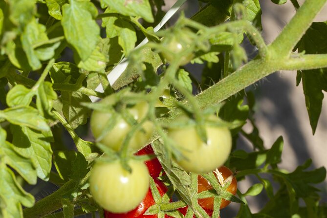 Tour in the Heady Scents of Our Garden in Ragusa - Booking Information and Cancellation Policy