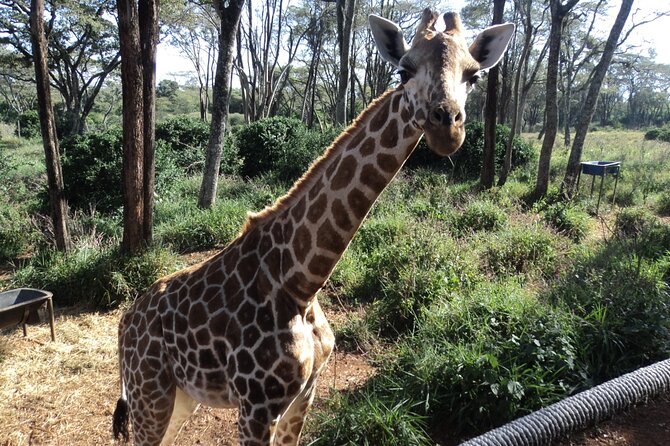 Tour to Giraffe Center From Nairobi - Accessibility and Food Options
