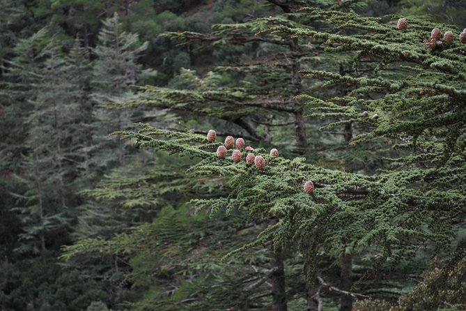 Tour TROODOS MOUNTAINS From Paphos - Winery and Waterfall Experiences