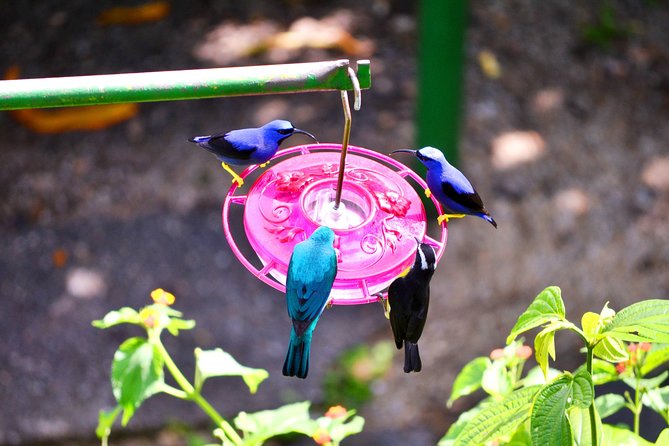 Trinidad Nature and Asa Wright Center Full-Day Tour From Port of Spain - Rainforest Nature Walk