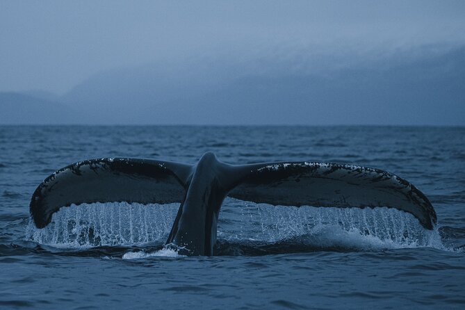 Tromsø: Skjervøy RIB Whale Watching Tour With Drinks & Snack - Preparing for the Tour