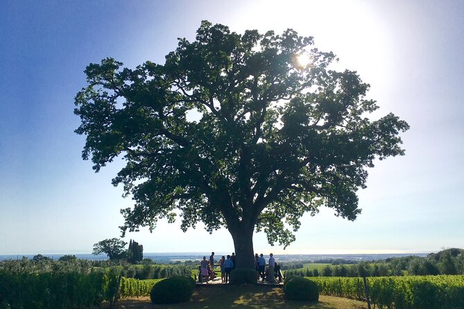 Tuscany Wine Tour in San Gimignano From Livorno Port - Pricing and Booking