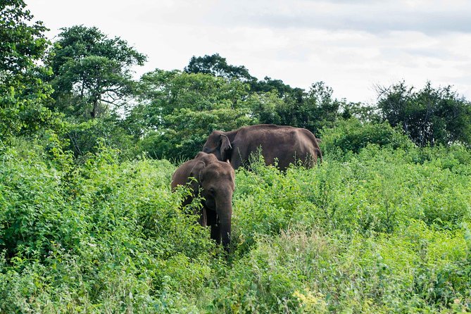 Udawalawe National Park Safari | From Mirissa | Galle | Weligama - Tips for an Enjoyable Safari