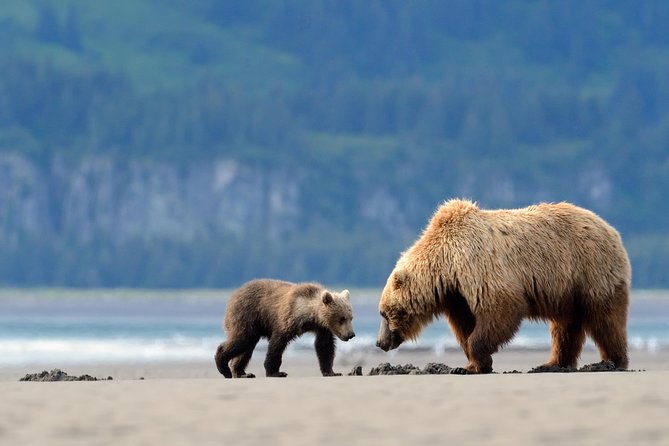 Ultimate Alaskan Adventure: Ocean Wildlife to Interior Wilderness 9 Day/8 Nights - Traveler Reviews