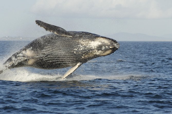 Victoria Whale Watch Tour - Contact Details