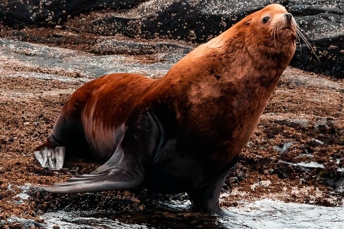 Victoria: Winter Whale Watching & Marine Wildlife Tour - Booking Information