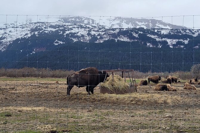 VIP Tour From Anchorage to Alaska Wildlife Conservation Center - Enhancing Alaskan Adventure
