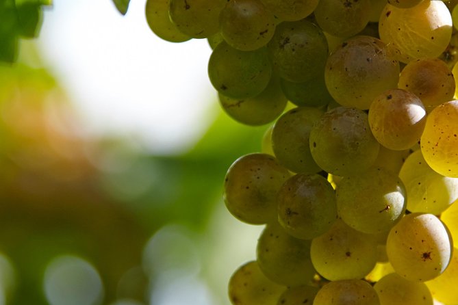 Visit and Private Tasting at the Txakolí Gaintza Winery - Group Size and Offerings