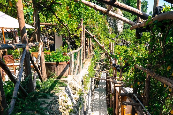 Visit to a Lemon Grove on the Amalfi Coast With Tasting - Since You Asked
