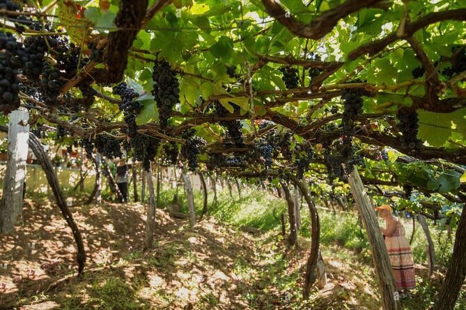 Visiting Local Vineyard With Wine Tasting & Lunch Included - Traveler Reviews