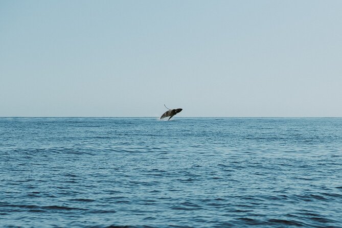 Waikiki Whale Watch & Ocean Rafting Tour (Small-group) - Total Reviews and Ratings