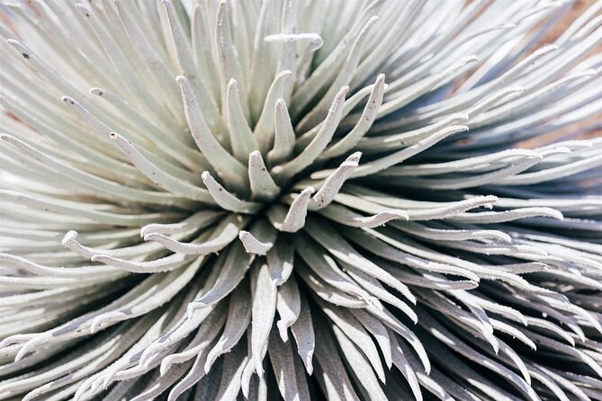 Walking Tour in Haleakalā National Park - Tips for a Great Experience