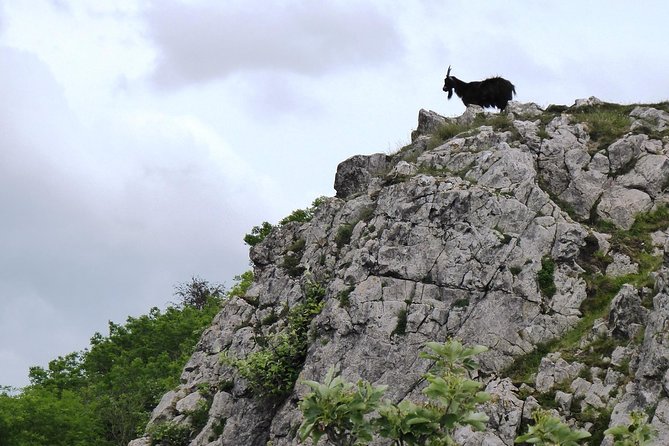 Wells, Cheddar Cheese and Cheddar Gorge - Private Day Trip From Bath - Cancellation Policy and Flexibility